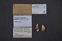 Naturalis Biodiversity Center - ZMA.MOLL.373485 - Achatinella decipiens Newcomb, 1854 - Achatinellidae - Mollusc shell.jpeg