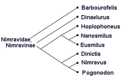 Archivo:Nimravidae cladogram