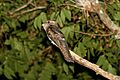 Northern Potoo (Nyctibius jamaicensis)