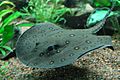 Ocellate river stingray, Boston Aquarium
