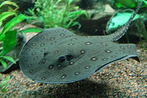 Archivo:Ocellate river stingray, Boston Aquarium