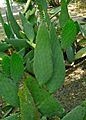 Opuntia engelmannii var linguiformis 2