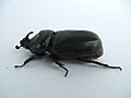 Oryctes nasicornis Thailand