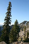 Pacific silver fir and English Peak
