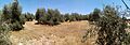Panorámica olivar 3