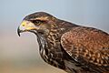 Parabuteo unicinctus - 01