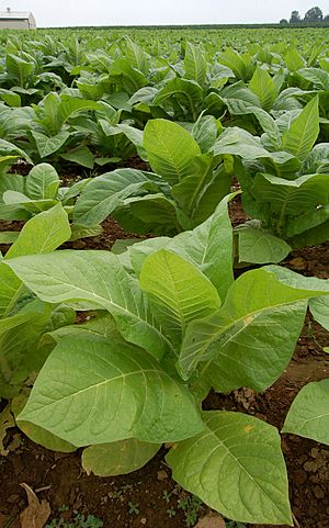 Archivo:Patch of Tobacco (Nicotiana tabacum ) in a field in Intercourse, Pennsylvania.