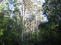 Archivo:Pemberton Karri forest 1