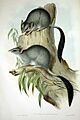 Phascogale tapoatafa Gould