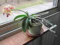 Phototropism