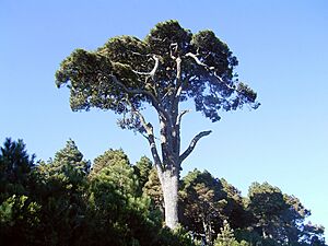 Archivo:Pinus canariensis (Garafía) 07 ies