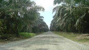 Archivo:Plantación de palma africana en Parrita. Costa Rica