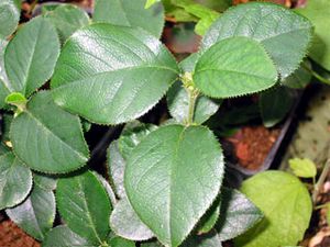 Archivo:Pseudocydonia leaves