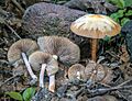 Psilocybe.caerulescens.Colima