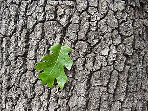 Archivo:Quercus kelloggii (bark leaf)