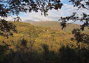 Archivo:Quercus pyrenaica - La Vera - 20181116e
