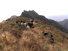 Archivo:Rebaño de cabras en Tenerife