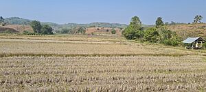Archivo:Rizières à Sop Ruak 2