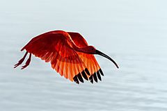 Archivo:Scarlet Ibis - Corocoro Colorado (Eudocimus ruber) (12471114643)
