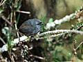 Scytalopus altirostris - Neblina Tapaculo