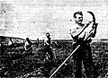 Senokos v Moldavii