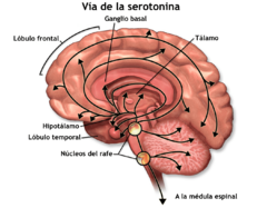 Archivo:Serotonin (Illustration)-es