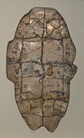 Archivo:Shang dynasty inscribed tortoise plastron