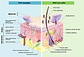 Skin layers esp