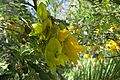 Sophora masafuerana