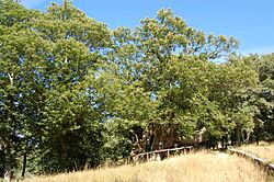 Souto de Rozabales.jpg
