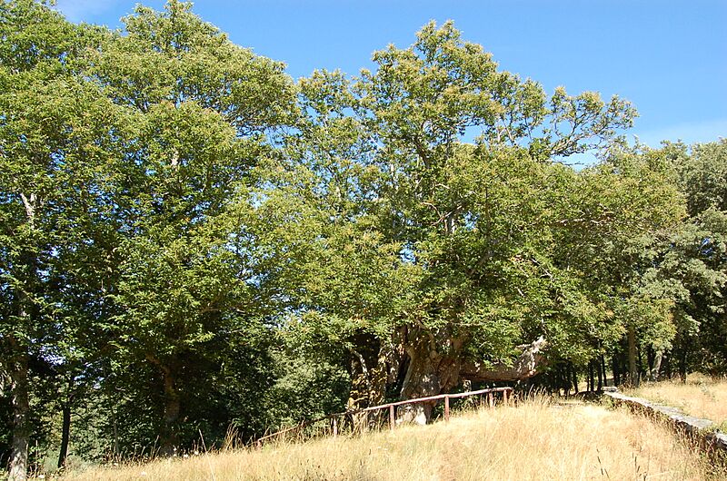 Souto de Rozabales