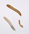Tenebrio molitor larvae