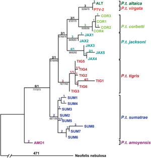 Archivo:Tiger phylogenetic relationships