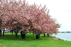 Archivo:USA-Cherry Blossom0