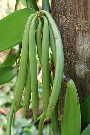 Archivo:Vanilla planifolia cluster of green pods
