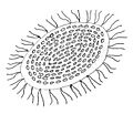 Vaucheria sesselis-zoospora