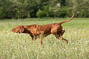 Archivo:Vizsla ráhúz a vadra