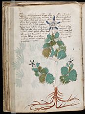 Voynich Manuscript (46)