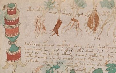 Voynich manuscript pharmaceutical f88r crop