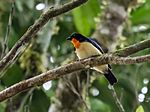 Archivo:Wetmorethraupis sterrhopteron - Orange-throated Tanager (cropped)