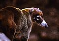 White-nosed Coati (Nasua narica) (24666015320)