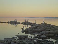 Archivo:White Pelican at Salton Sea