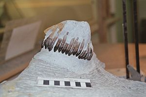 Archivo:Zahnreihe Europasaurus