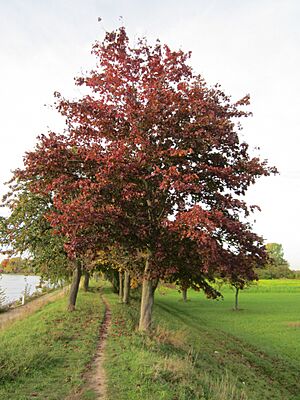 Archivo:20121018Ahorn Altlussheim1
