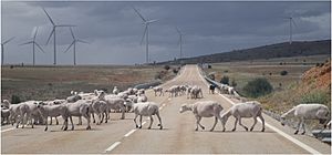 Archivo:2017 07 07 N110 campisabalos ovejas