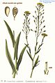 36 Camelina sativa Fries