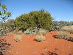 Archivo:A ligulata habit Sturt NP near Tibooburra NSW
