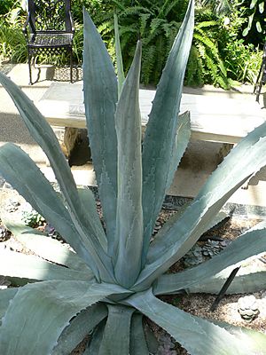 Archivo:Agave americana4