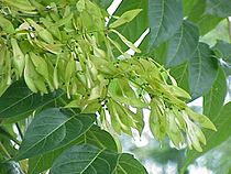 Archivo:Ailanthus altissima1