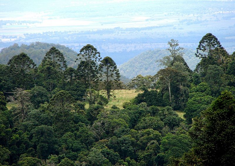 Araucaria bidwillii trees